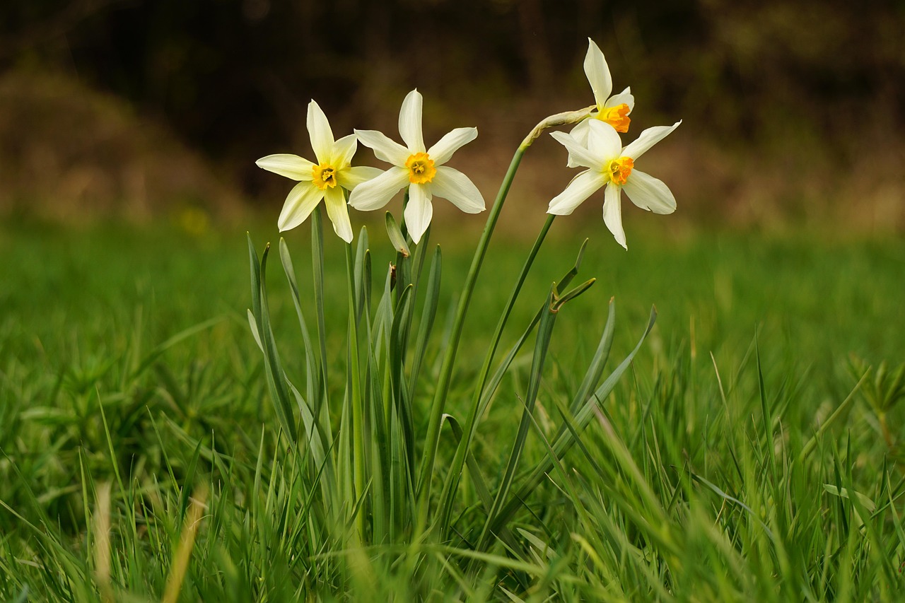 https://cdn.pixabay.com/photo/2022/05/07/20/22/flowers-7180947_1280.jpg