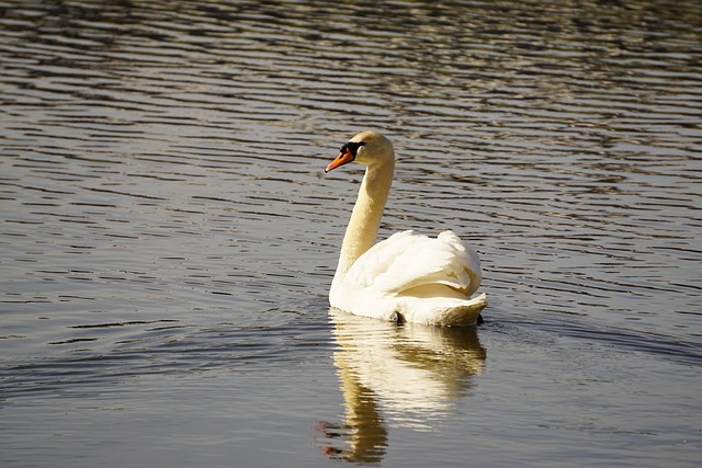 Free Bird Swan photo and picture