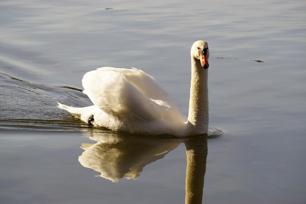 Cygne Oiseau D'Eau Plumage - Photo gratuite sur Pixabay - Pixabay