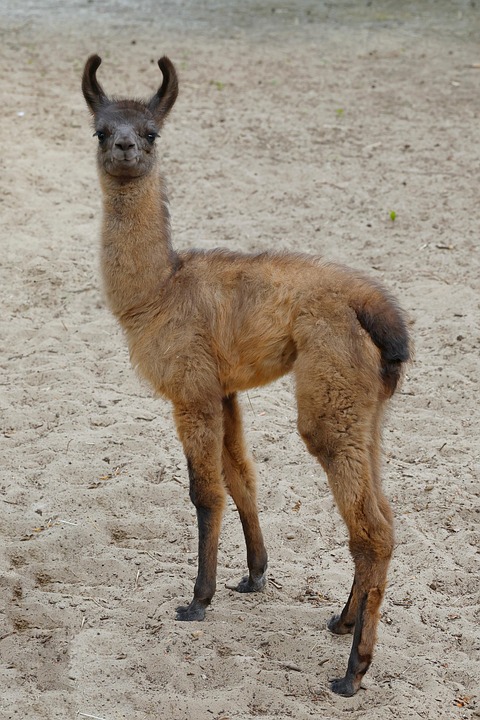 ラマ 動物 家畜 - Pixabayの無料写真