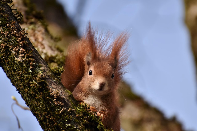 Free Squirrel Rodent photo and picture