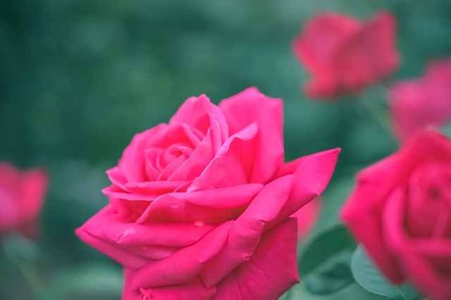 Flores, Rosas, Pétalos, Bloom, Flora