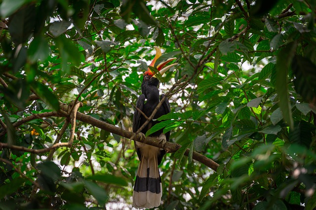 Free Bird Rhinoceros Hornbill photo and picture