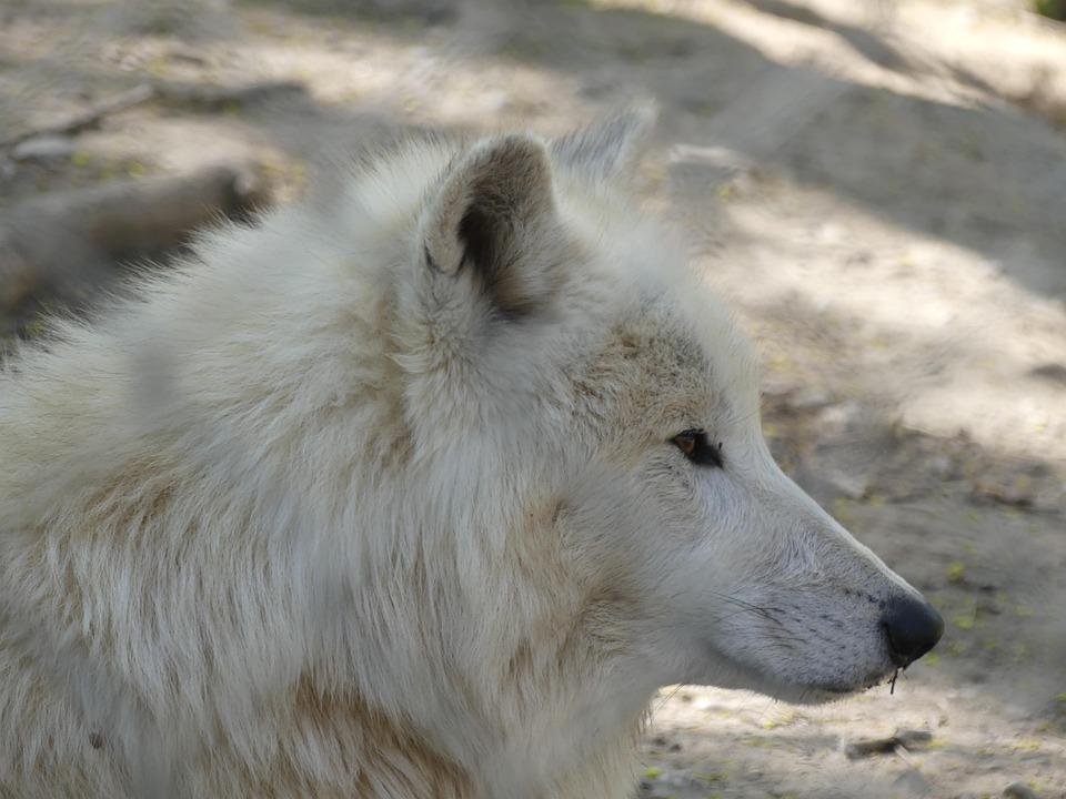 動物 狼 荒野 - Pixabayの無料写真 - Pixabay