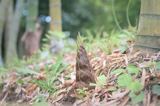 Brotes De Bambú, Bambú, Bosque, Japón