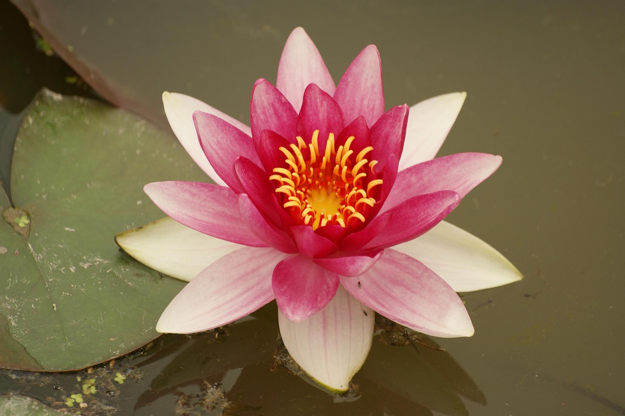 Lotus Flower Plant Free photo on Pixabay Pixabay