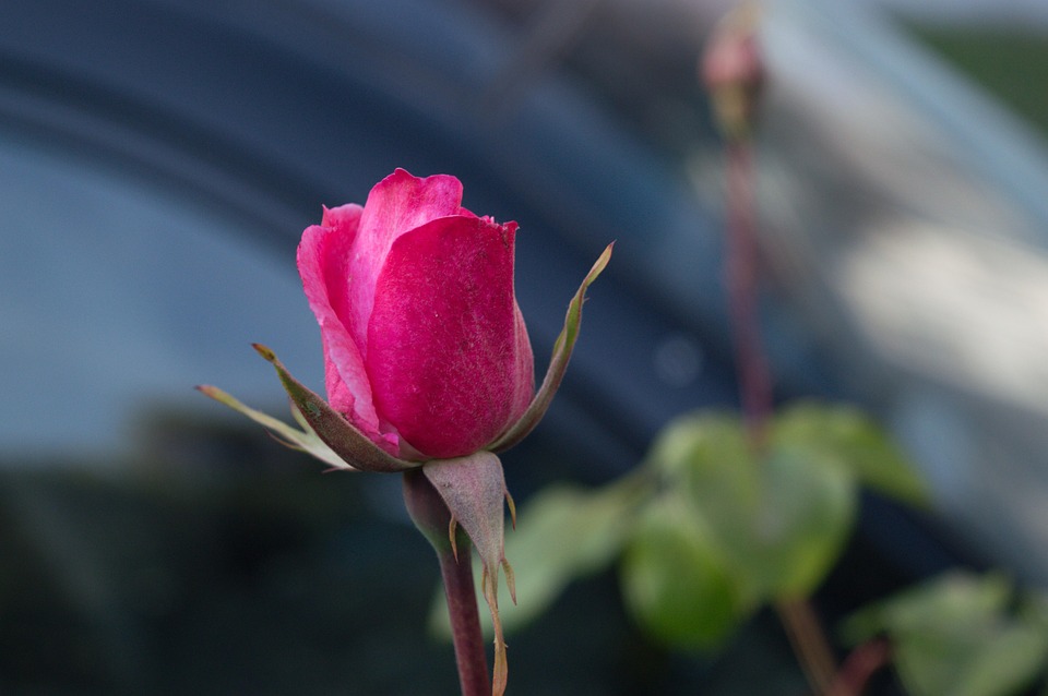 Fleur Rose Botanique - Photo gratuite sur Pixabay - Pixabay
