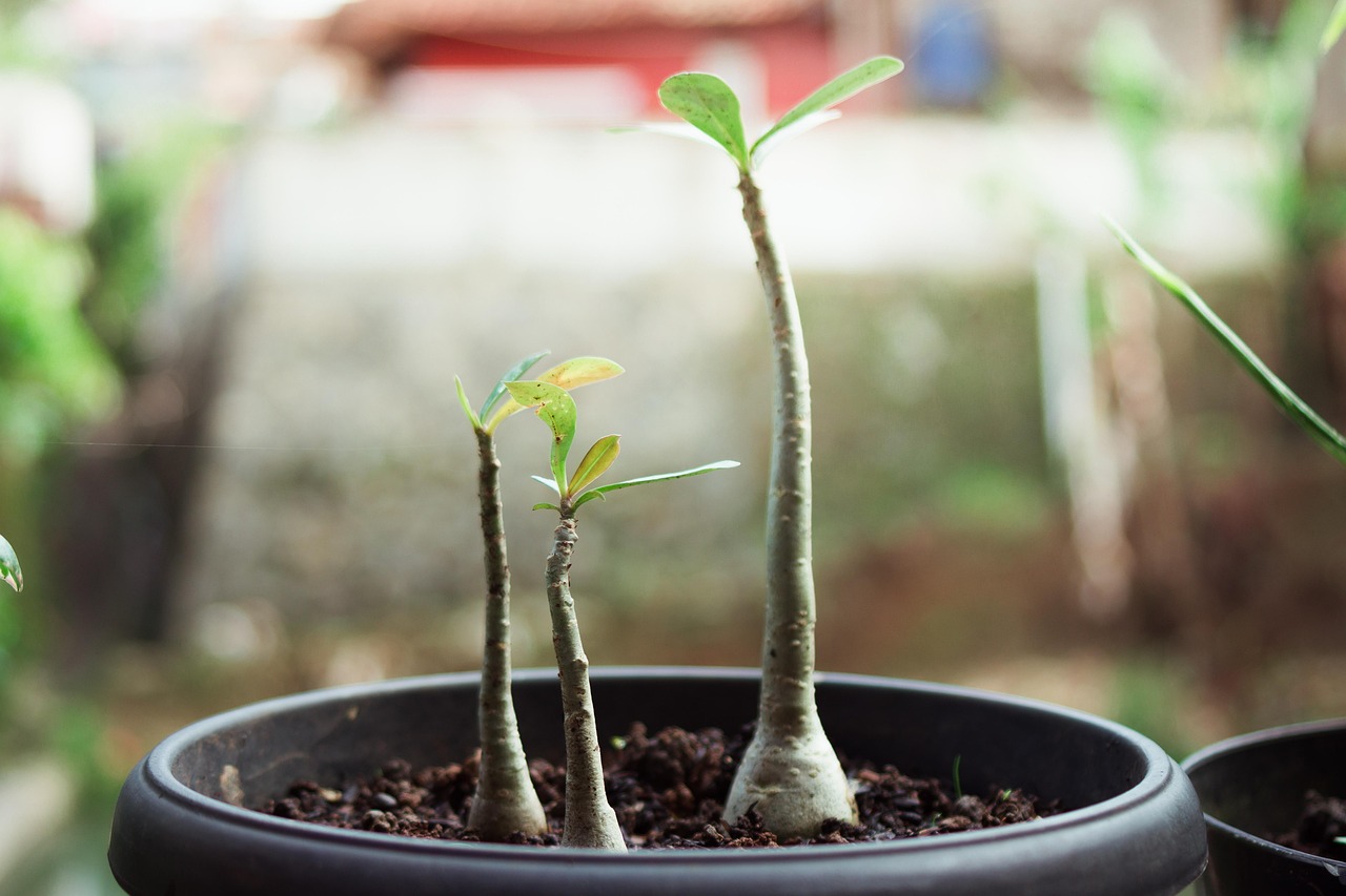200+ Free Adenium & Nature Photos - Pixabay