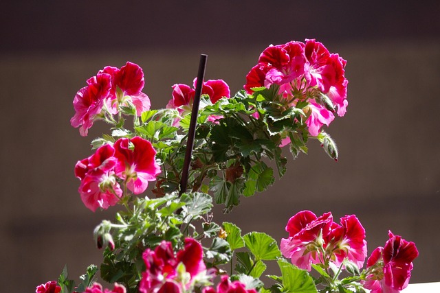 Geranien Blumen Pflanze Kostenloses Foto auf Pixabay Pixabay