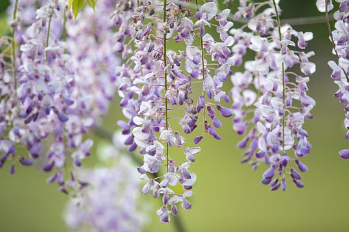 https://cdn.pixabay.com/photo/2022/05/08/10/12/spring-7181766__340.jpg