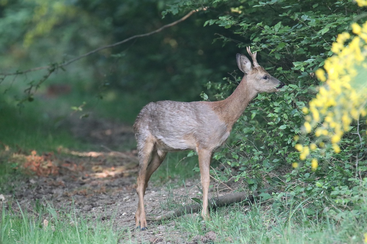 ノロジカ 鹿 動物 - Pixabayの無料写真 - Pixabay