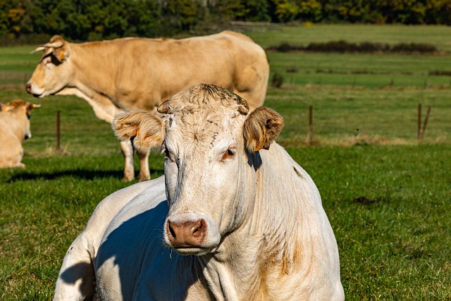 Vacas, Paddock, Animales De Granja
