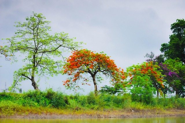 Free Tree Flower photo and picture
