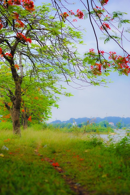 Free Tree Flower photo and picture