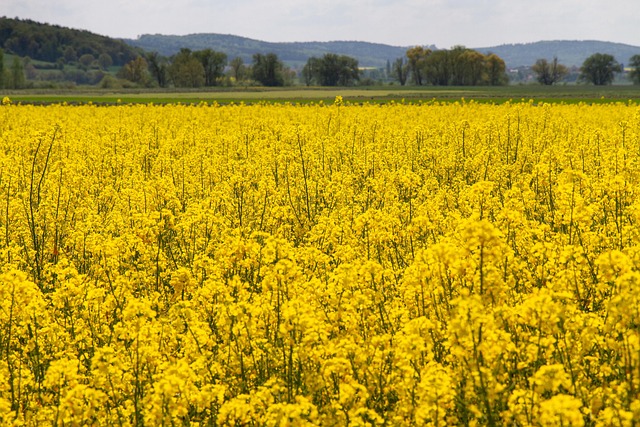 Rapsmark, Landbrug, Field Of Rapsfrø