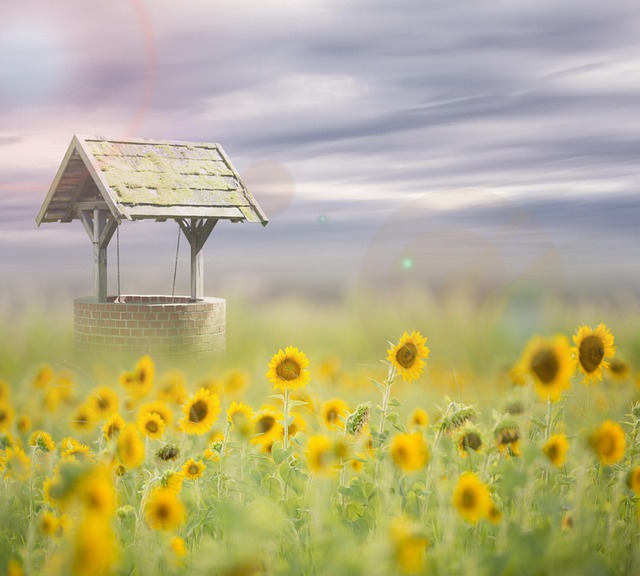 Free flowers sunflowers field illustration