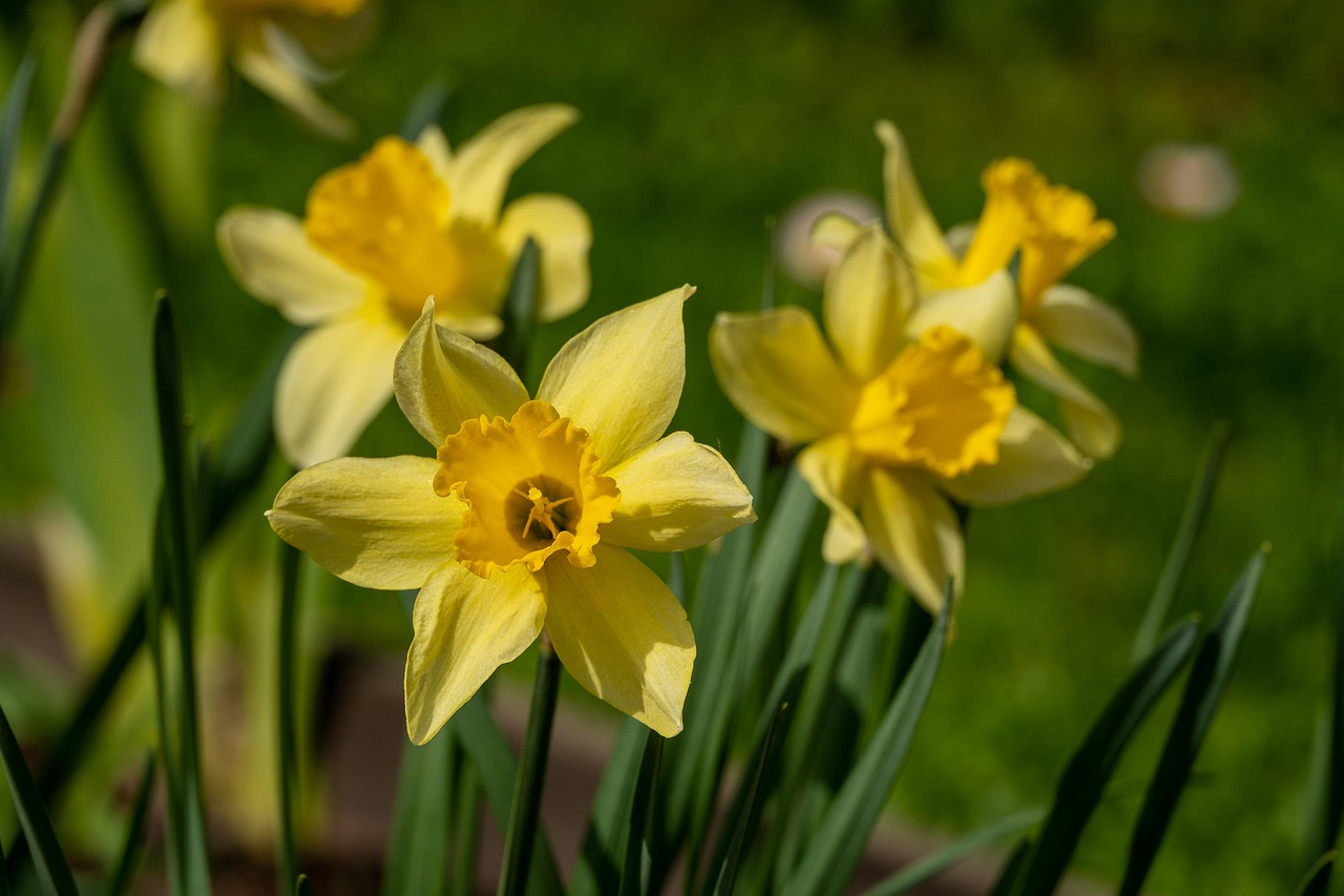 Flowers Daffodils Spring Free photo on Pixabay Pixabay