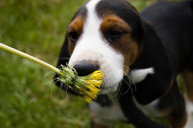 Free Dog Dandelion photo and picture