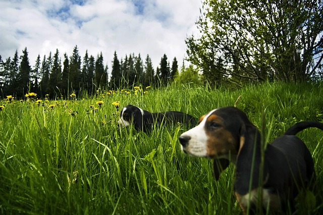 Free Dog Pet photo and picture