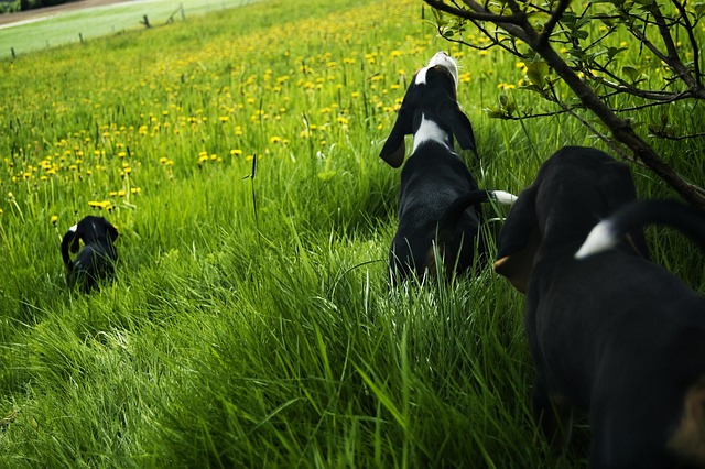 Free Dogs Meadow photo and picture