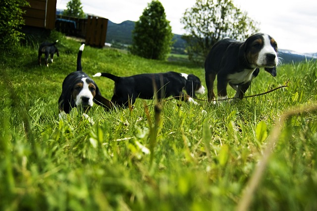 Free Dogs Puppies photo and picture