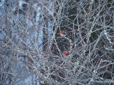 Free Bird Tree photo and picture