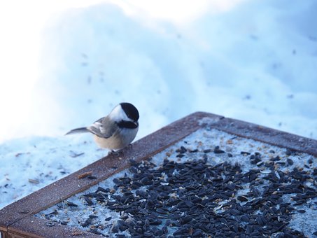 Free Bird Table photo and picture