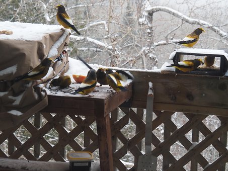 Free Nature Bird photo and picture