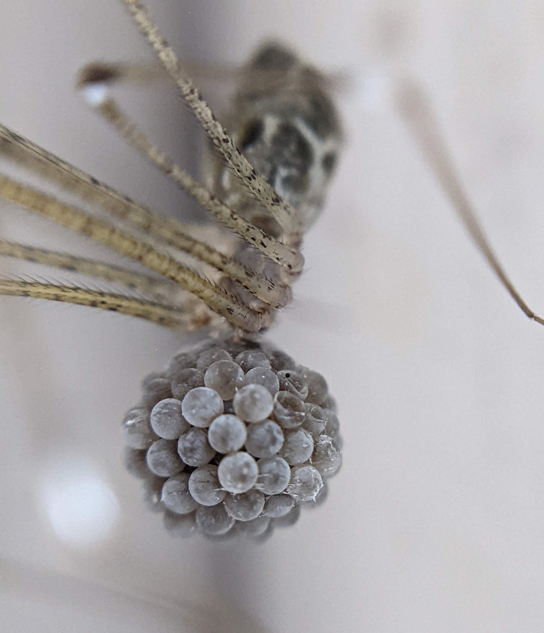 Insecto Macro Naturaleza - Foto gratis en Pixabay - Pixabay