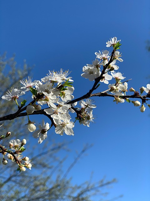 Sucursales, Árbol, Manzano, Flores