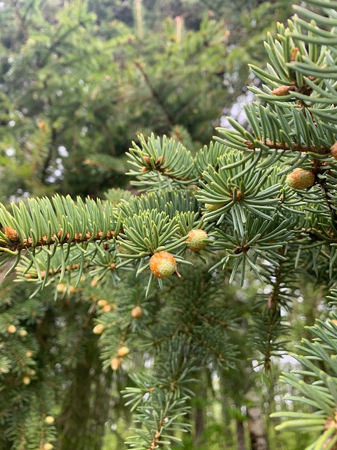 Primavera, Agujas, Árbol De Navidad