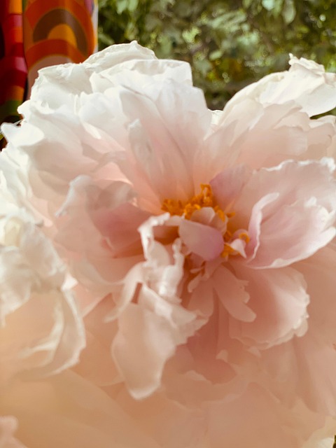 Pion, Flores, Flor, Rosado, Sensibilidad