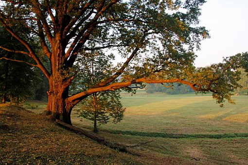 Free Bad Muskau Park photo and picture