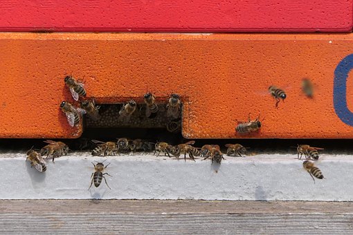 Insect, Bijen, Entomologie, Soort, Macro