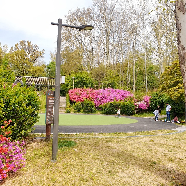 Free Park Tree photo and picture