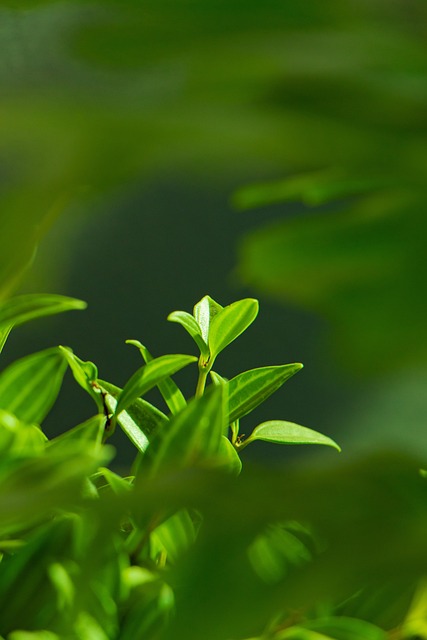 Free Leaf Plant photo and picture