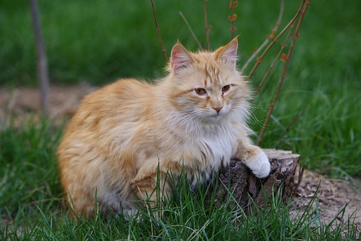 Free Cat Feline photo and picture