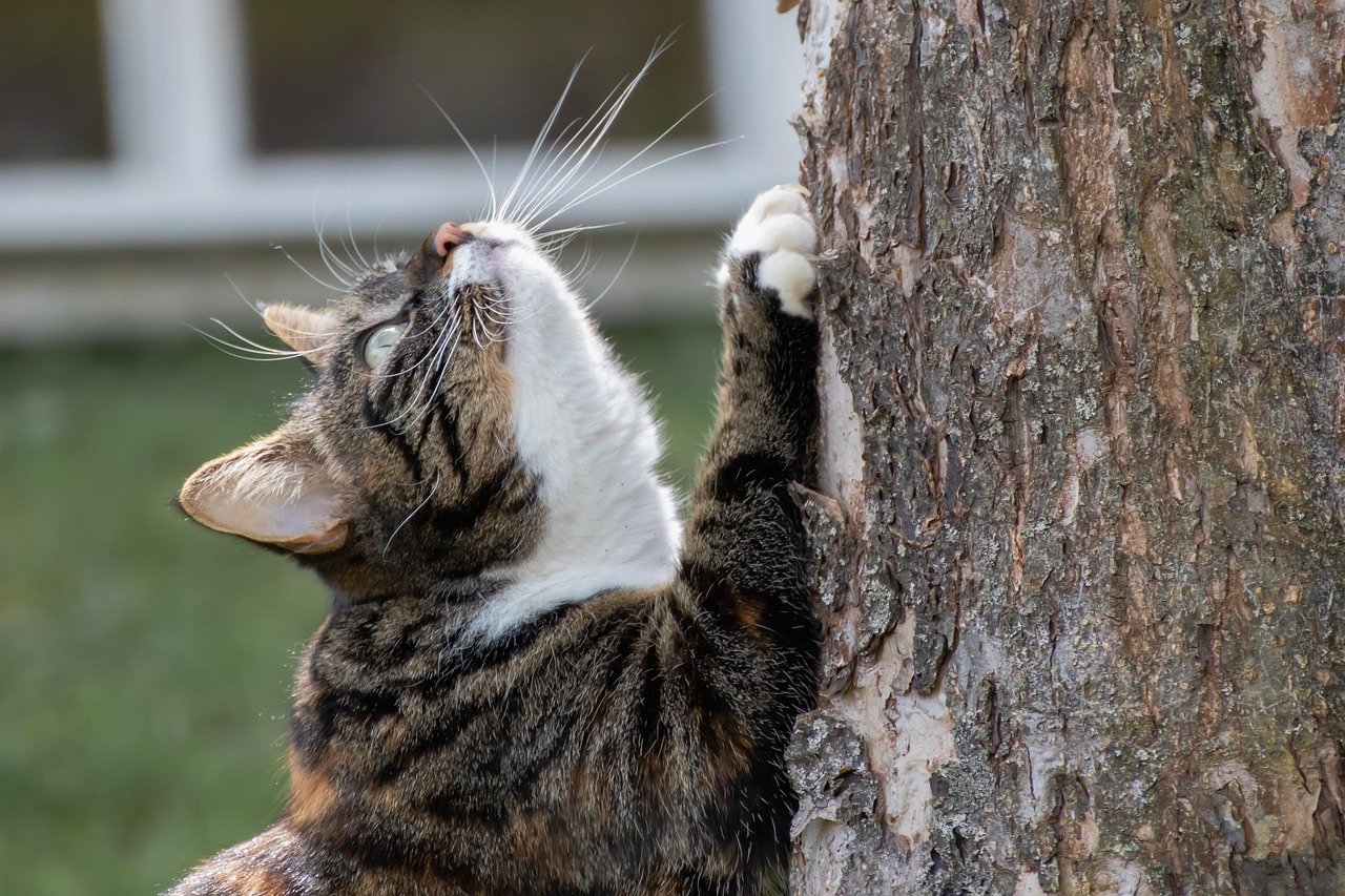 Cat - free online jigsaw puzzle photo
