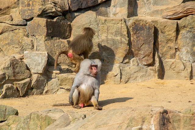 Free Monkeys Zoo photo and picture