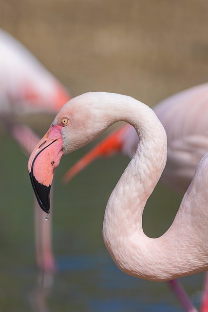 Flamingo, birds, feathers and plumage — photo by Grey85