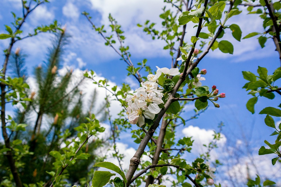 ฤดูใบไม้ผลิ ดอกไม้ ธรรมชาติ - ภาพฟรีบน Pixabay - Pixabay
