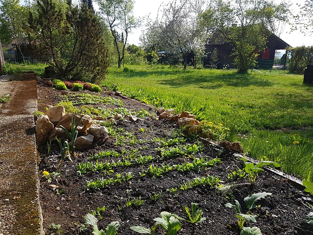 Cama, Jardim, Plantas, Natureza, Salada