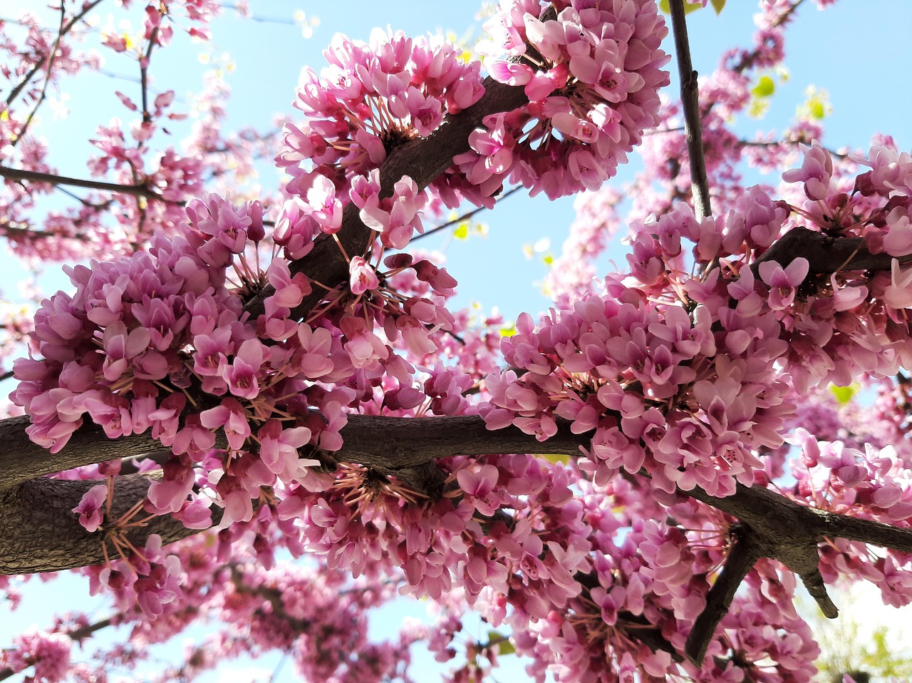 Bloom Pink Spring - Free photo on Pixabay - Pixabay