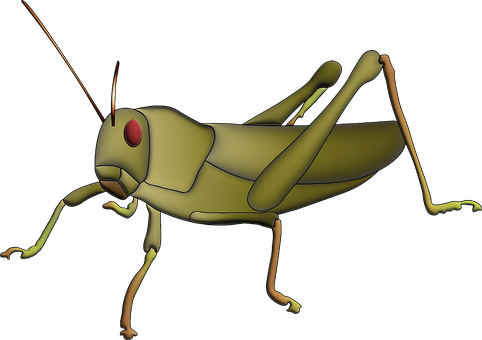 Insekt, Heuschrecke, Pest, Entomologie