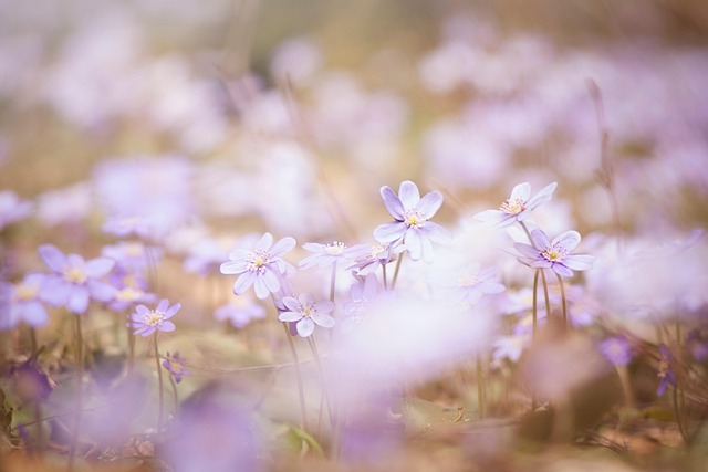 Natureza, Floresta, Primavera, Flores