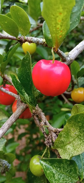 Natureza, Cereja, Planta, Fruta