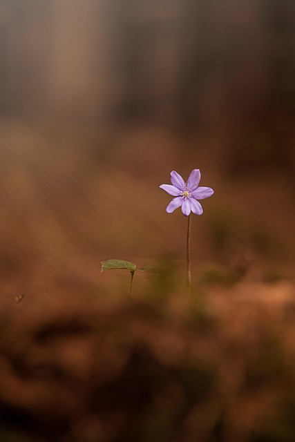 Flor, Flor Roxa, Natureza, Floresta