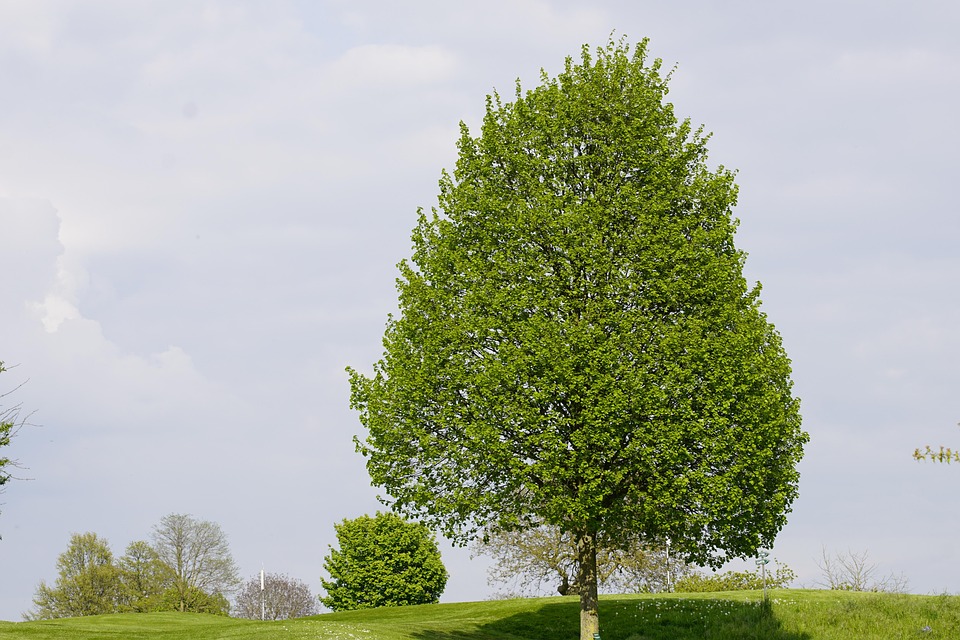 Linwood Tree Linden Limewood Tilia - Free photo on Pixabay