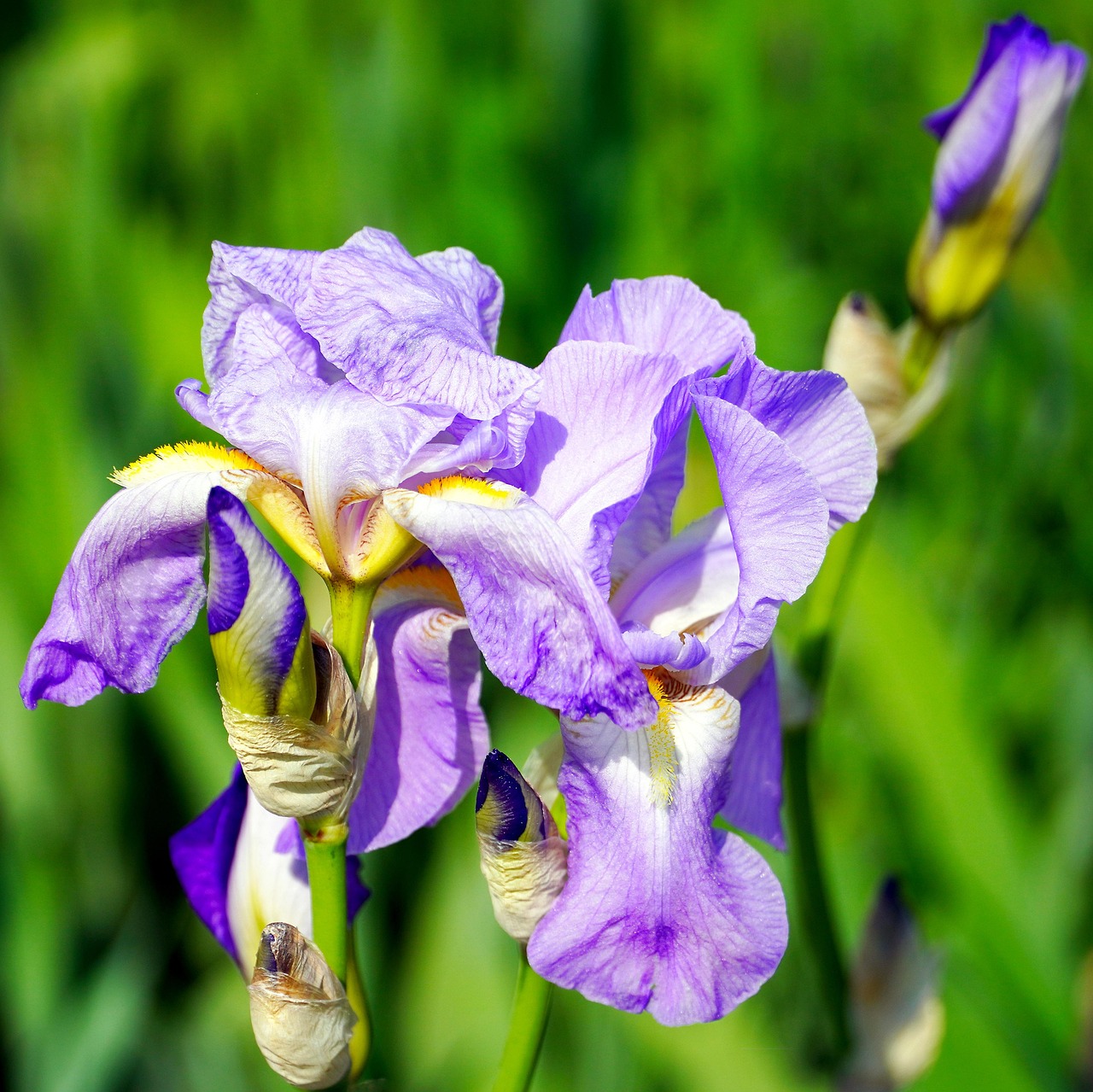 Blumen Gladiole Schwertlilie Kostenloses Foto Auf Pixabay Pixabay