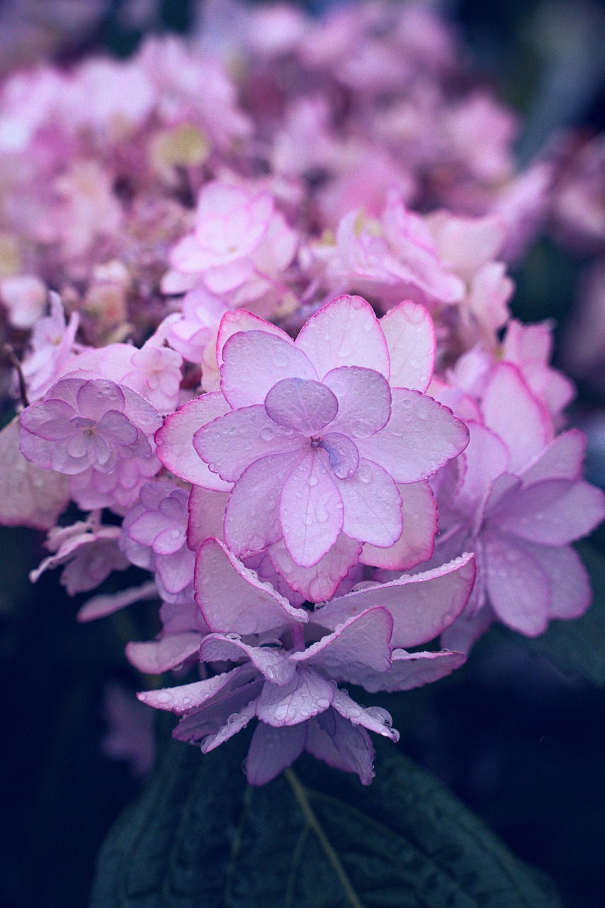 Flower Bloom Tree Free photo on Pixabay